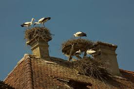 Attēlu rezultāti vaicājumam “Ciconia ciconia nest”