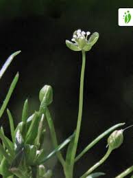Attēlu rezultāti vaicājumam “Sagina procumbens fruit”