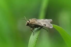 Attēlu rezultāti vaicājumam “Agrotis exclamationis”