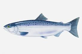 Image result for Oncorhynchus nerka