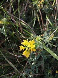Attēlu rezultāti vaicājumam “Medicago sativa subsp. sativa flower”