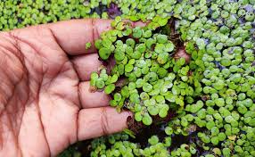 Attēlu rezultāti vaicājumam “Spirodela polyrhiza”