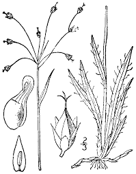 Attēlu rezultāti vaicājumam “Luzula luzuloides fruit”