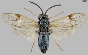 Attēlu rezultāti vaicājumam “Arge ustulata”