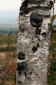 Attēlu rezultāti vaicājumam “Daldinia concentrica”