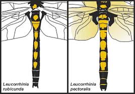Attēlu rezultāti vaicājumam “Leucorrhinia dubia male”