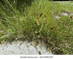 Attēlu rezultāti vaicājumam “Carex arenaria”
