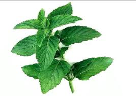 Attēlu rezultāti vaicājumam “Mentha spicata”
