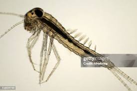 Attēlu rezultāti vaicājumam “Ephemeroptera larvae”