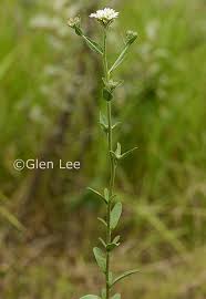 Attēlu rezultāti vaicājumam “Berteroa incana leaf”