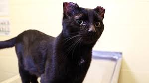 Image result for cat found