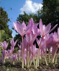 Image result for Herbstzeitlose