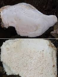 Attēlu rezultāti vaicājumam “Aurantiporus fissilis”