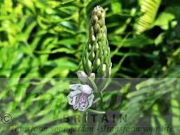 Attēlu rezultāti vaicājumam “Dactylorhiza fuchsii bud”