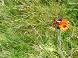 Attēlu rezultāti vaicājumam “Pilosella aurantiaca flower”