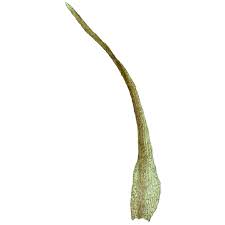 Attēlu rezultāti vaicājumam “Seligeria donniana”