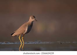 Image result for Vanellus leucurus