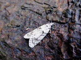 Attēlu rezultāti vaicājumam “Diurnea fagella”