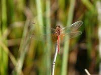 Attēlu rezultāti vaicājumam “Sympetrum flaveolum”