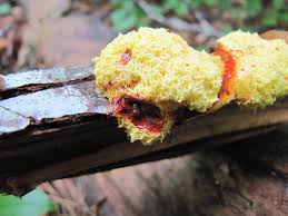 Attēlu rezultāti vaicājumam “Fuligo candida plasmodium”