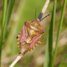 Attēlu rezultāti vaicājumam “Carpocoris purpureipennis”