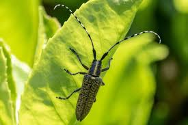 Attēlu rezultāti vaicājumam “Agapanthia villosoviridescens”