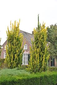 Attēlu rezultāti vaicājumam “Ulmus x hollandica”