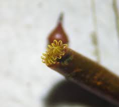 Attēlu rezultāti vaicājumam “Hypnum cupressiforme var. subjulacum”