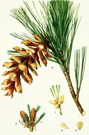 Attēlu rezultāti vaicājumam “Pinus peuce”