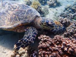 Image result for Eretmochelys imbricata