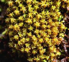 Attēlu rezultāti vaicājumam “Tortula lingulata macro”