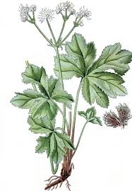 Attēlu rezultāti vaicājumam “Sanicula europaea”