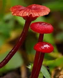 Attēlu rezultāti vaicājumam “Cribraria rubiginosa”