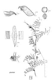 Attēlu rezultāti vaicājumam “Vicia hirsuta fruit”