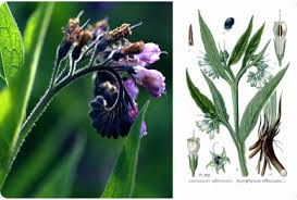 Attēlu rezultāti vaicājumam “Symphytum officinale bud”