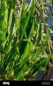 Attēlu rezultāti vaicājumam “Rumex hydrolapathum fruit”