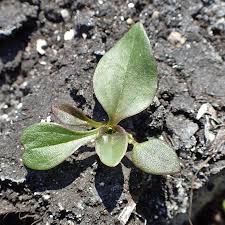 Attēlu rezultāti vaicājumam “Plantago major subsp. intermedia”