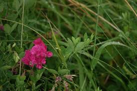 Attēlu rezultāti vaicājumam “Lathyrus tuberosus bud”