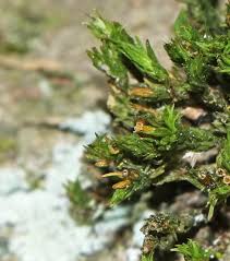 Attēlu rezultāti vaicājumam “Orthotrichum speciosum sporophyte”