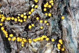 Attēlu rezultāti vaicājumam “Lamproderma debile spores”