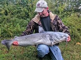 Image result for Ictalurus furcatus