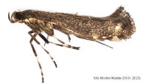 Attēlu rezultāti vaicājumam “Calybites phasianipennella”