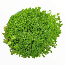 Attēlu rezultāti vaicājumam “Sedum acre leaf”