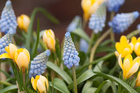 Attēlu rezultāti vaicājumam “Muscari armeniacum flower”