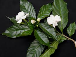 Attēlu rezultāti vaicājumam “Apocynaceae”