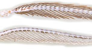 Attēlu rezultāti vaicājumam “Cabera pusaria female”