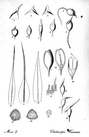 Attēlu rezultāti vaicājumam “Pleuridium subulatum”