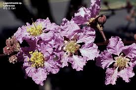 Attēlu rezultāti vaicājumam “Lythraceae”