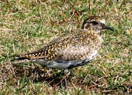 Attēlu rezultāti vaicājumam “Pluvialis apricaria”