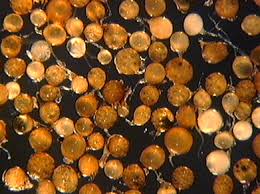 Attēlu rezultāti vaicājumam “Enteridium variabile macro”